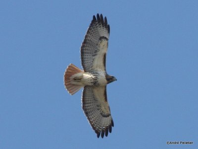 Buse  queue rousse Red-tailed hawk-9.JPG