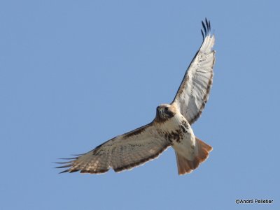 Buse  queue rousse Red-tailed hawk-10.JPG