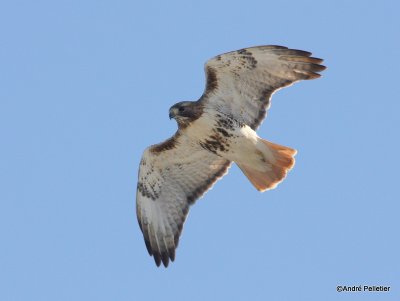 Buse à queue rousse Red-tailed hawk-11.JPG