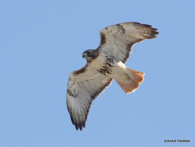 Buse  queue rousse Red-tailed hawk-11.JPG