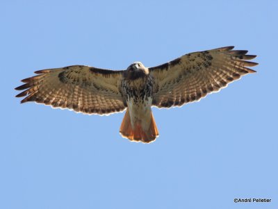 Buse  queue rousse Red-tailed hawk-15.JPG