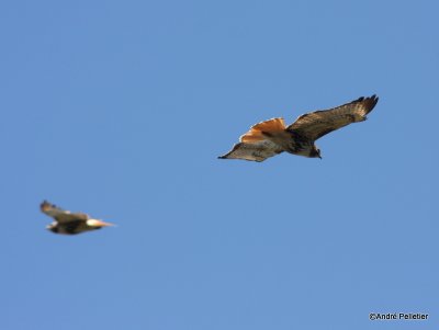 Buse  queue rousse Red-tailed hawk-17.JPG