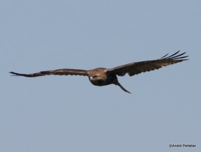 Buse à queue rousse Red-tailed hawk-18.JPG