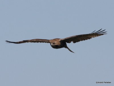 Buse  queue rousse Red-tailed hawk-18.JPG