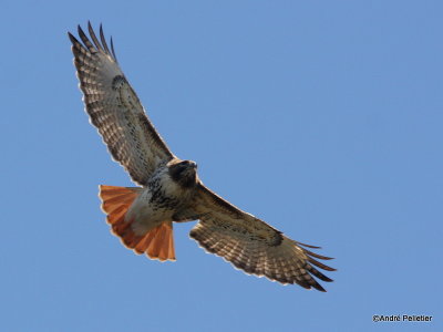 Buse  queue rousse Red-tailed hawk-20.JPG