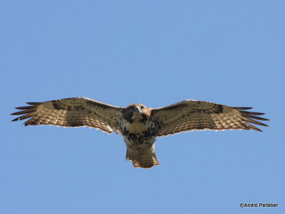 Buse  queue rousse Red-tailed hawk-26.JPG