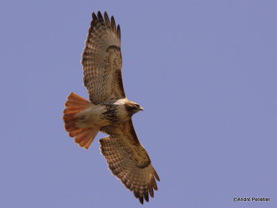 Buse  queue rousse Red-tailed hawk-21.JPG