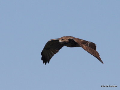 Buse  queue rousse Red-tailed hawk-22.JPG