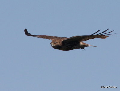 Buse  queue rousse Red-tailed hawk-23.JPG