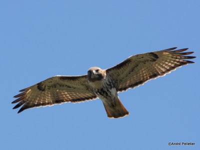 Buse  queue rousse Red-tailed hawk-27.JPG