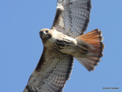 Buse  queue rousse Red-tailed hawk-28.JPG