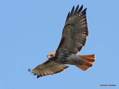 Buse  queue rousse Red-tailed hawk-32.JPG