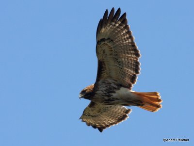 Buse à queue rousse Red-tailed hawk-33.JPG