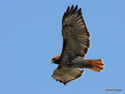 Buse  queue rousse Red-tailed hawk-33.JPG