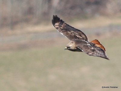 Buse  queue rousse Red-tailed hawk-34.JPG