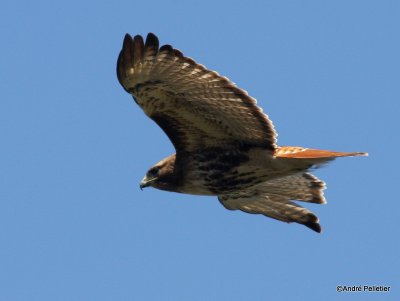Buse à queue rousse Red-tailed hawk-35.JPG