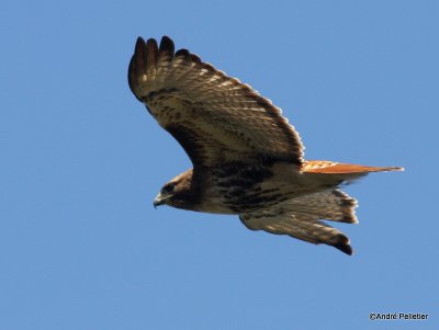 Buse  queue rousse Red-tailed hawk-35.JPG