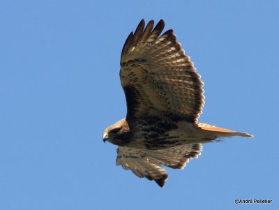 Buse  queue rousse Red-tailed hawk-36.JPG