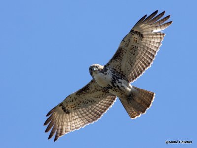 Buse  queue rousse Red-tailed hawk-38.JPG