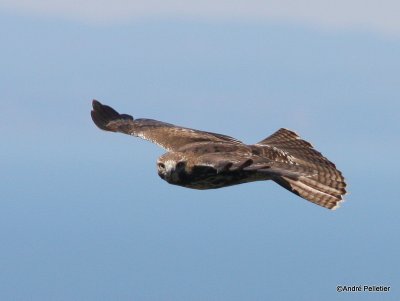 Buse  queue rousse Red-tailed hawk-43.JPG