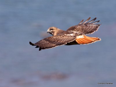 Buse  queue rousse Red-tailed hawk-48.JPG