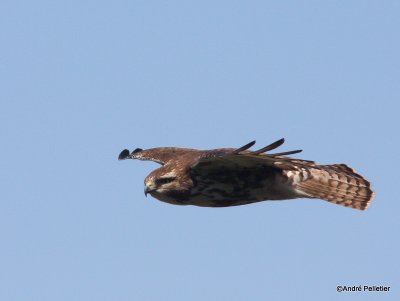 Buse  queue rousse Red-tailed hawk-55.JPG