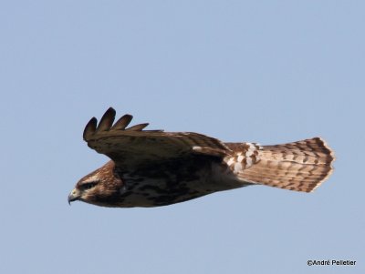 Buse  queue rousse Red-tailed hawk-56.JPG