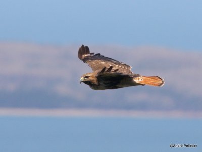 Buse  queue rousse Red-tailed hawk-57.JPG