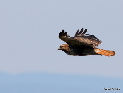 Buse  queue rousse Red-tailed hawk-58.JPG