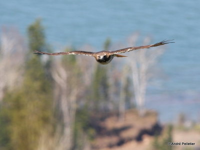 Buse  queue rousse Red-tailed hawk-59.JPG