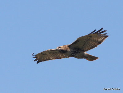 Buse  queue rousse Red-tailed hawk-60.JPG