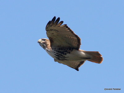 Buse  queue rousse Red-tailed hawk-64.JPG