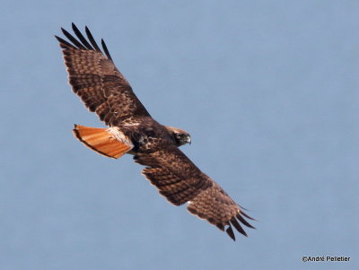 Buse  queue rousse Red-tailed hawk-66.JPG