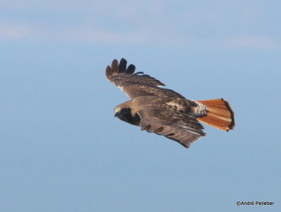 Buse  queue rousse Red-tailed hawk-67.JPG