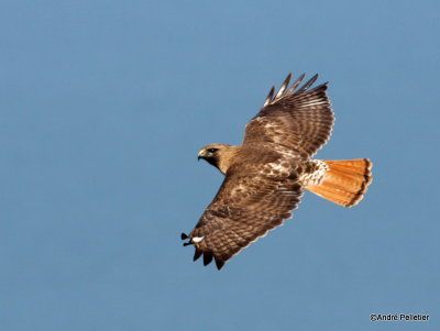 Buse  queue rousse Red-tailed hawk-68.JPG