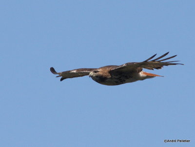 Buse  queue rousse Red-tailed hawk-69.JPG