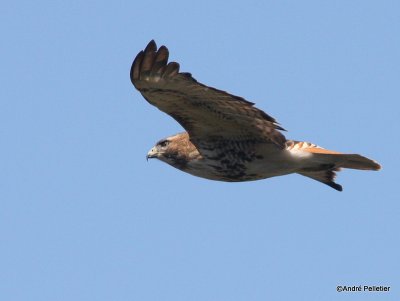 Buse  queue rousse Red-tailed hawk-71.JPG