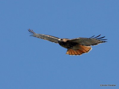 Buse  queue rousse Red-tailed hawk-73.JPG