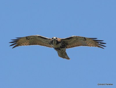 Buse  queue rousse Red-tailed hawk-74.JPG