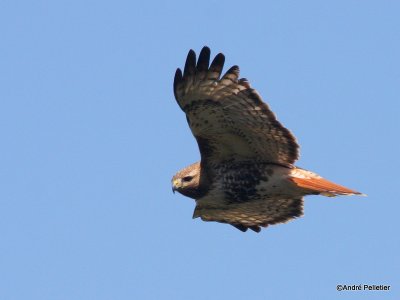 Buse  queue rousse Red-tailed hawk-75.JPG