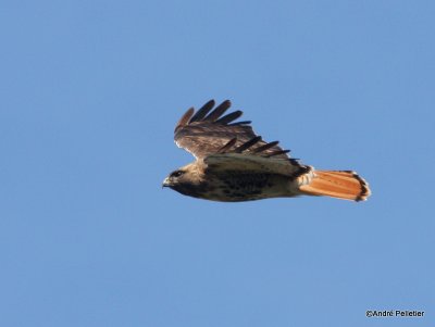 Buse  queue rousse Red-tailed hawk-77.JPG