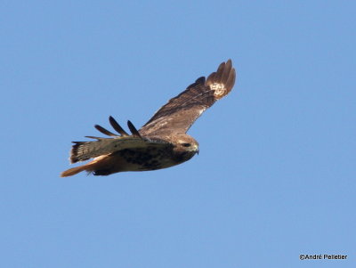 Buse  queue rousse Red-tailed hawk-81.JPG