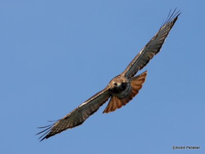 Buse  queue rousse Red-tailed hawk-82.JPG