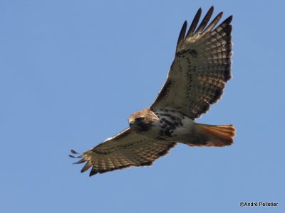 Buse  queue rousse Red-tailed hawk-84.JPG