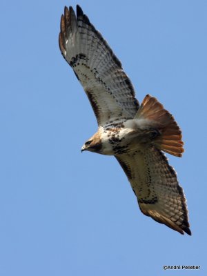 Buse  queue rousse Red-tailed hawk-85.JPG