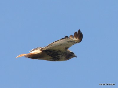 Buse  queue rousse Red-tailed hawk-86.JPG