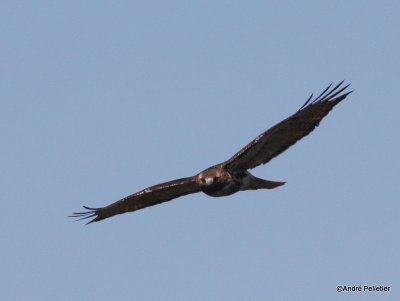 Buse  queue rousse Red-tailed hawk-87.JPG