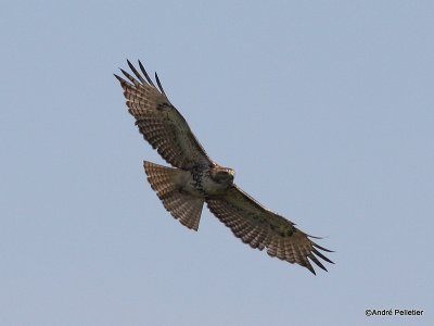 Buse  queue rousse Red-tailed hawk-92.JPG