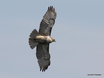 Buse  queue rousse Red-tailed hawk-94.JPG