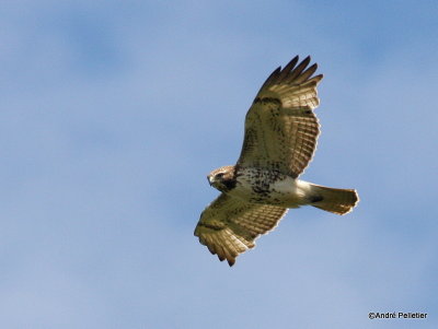Buse  queue rousse Red-tailed hawk-96.JPG